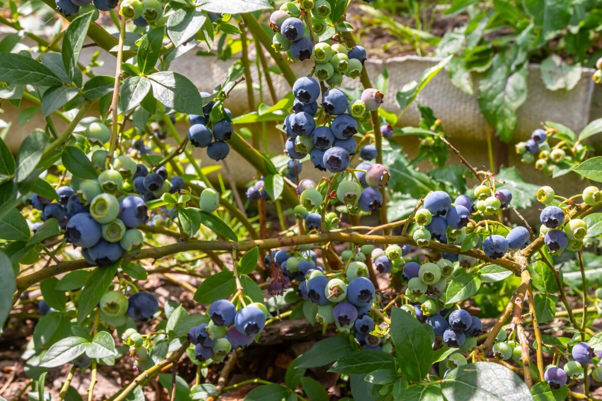 Sunny blueberry plant