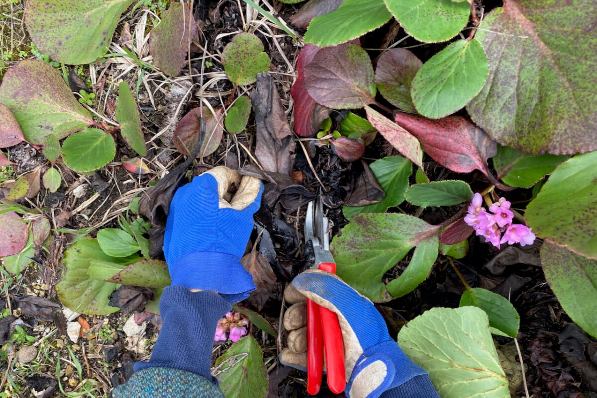 Pruning elephant ear plant