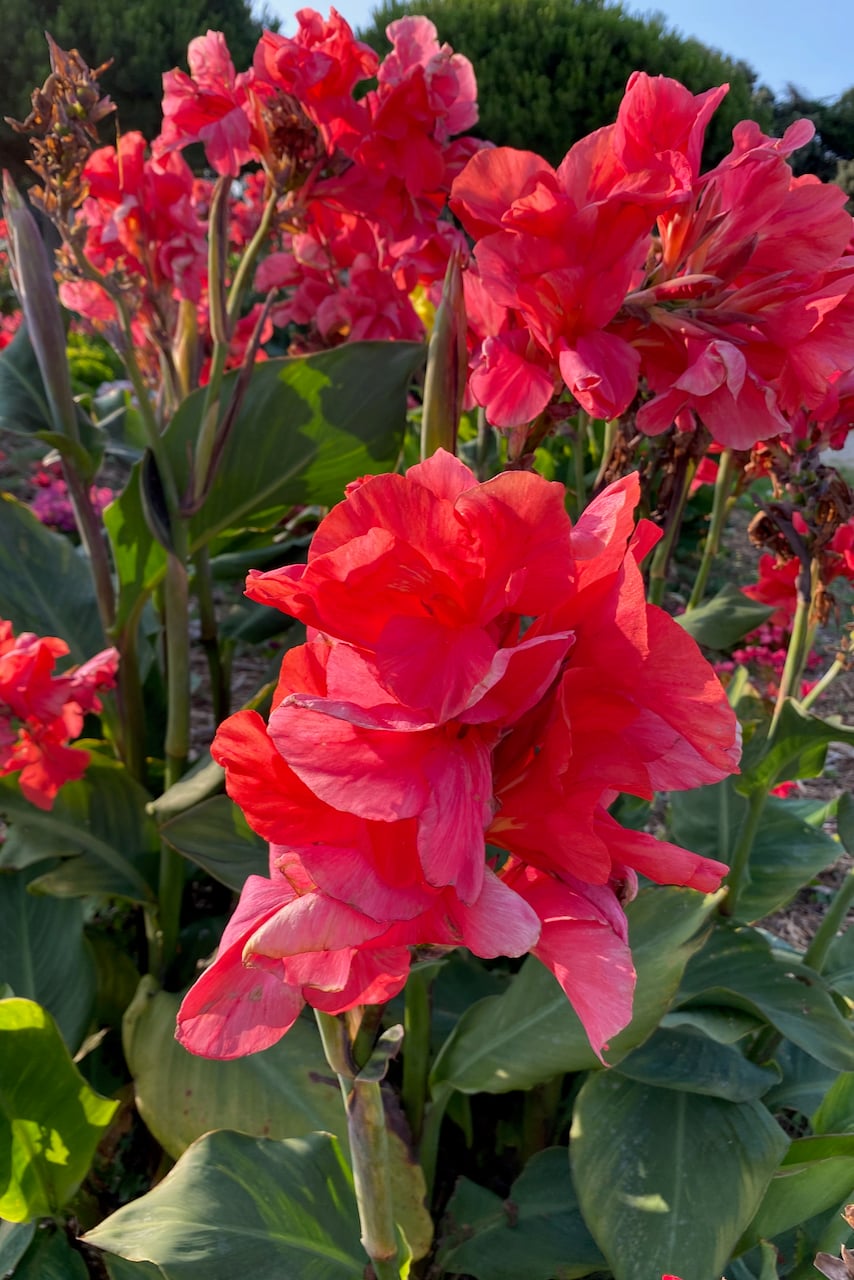 Canna lilies