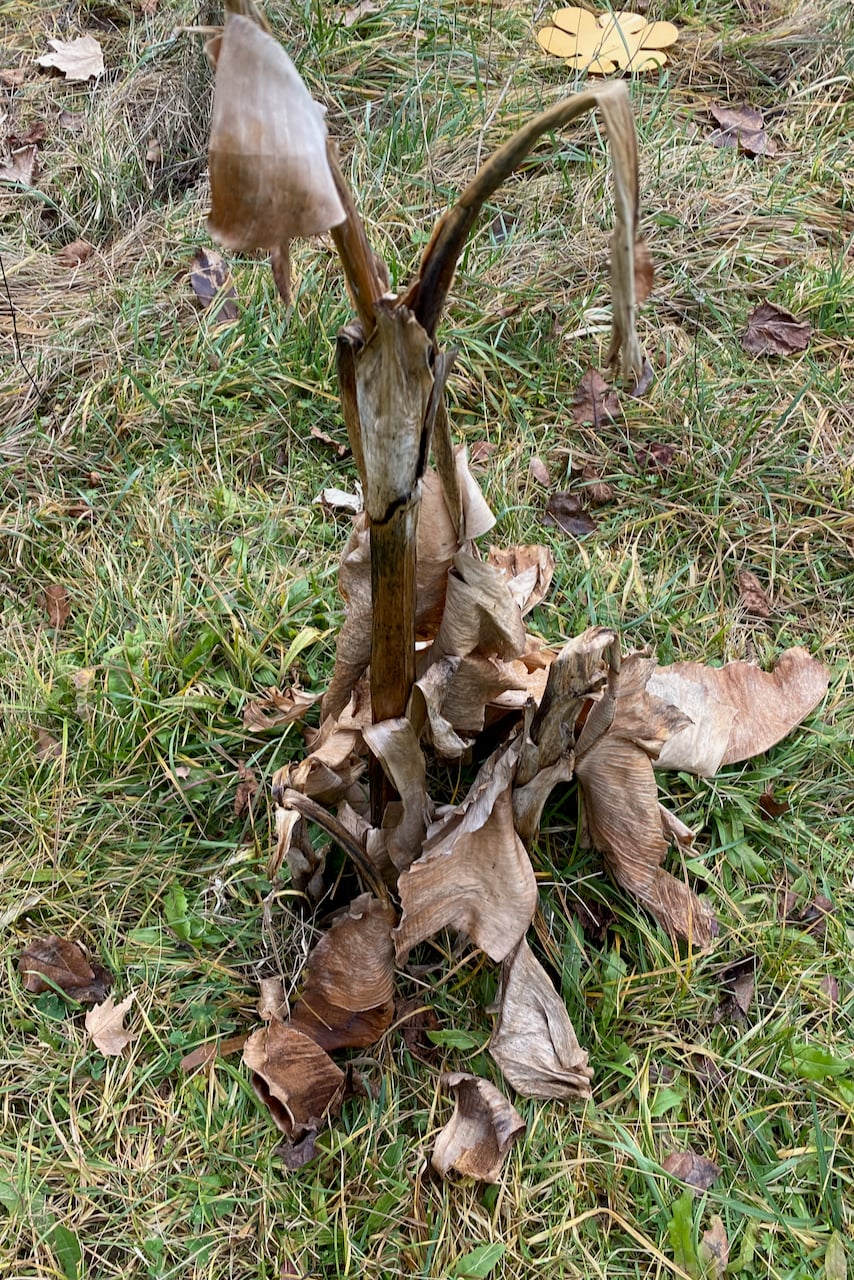 Dried canna lily at the end of winter