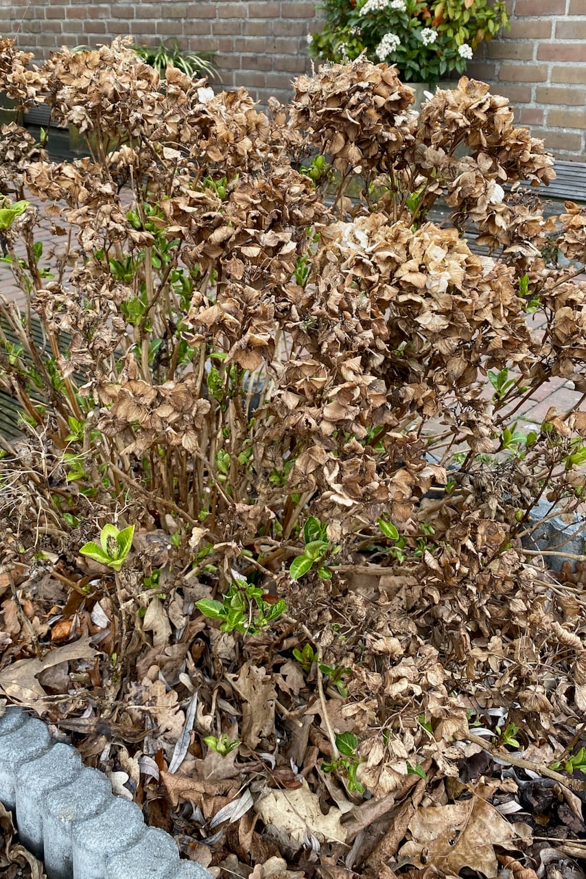 Dried hydrangea blooms with some new growth showing