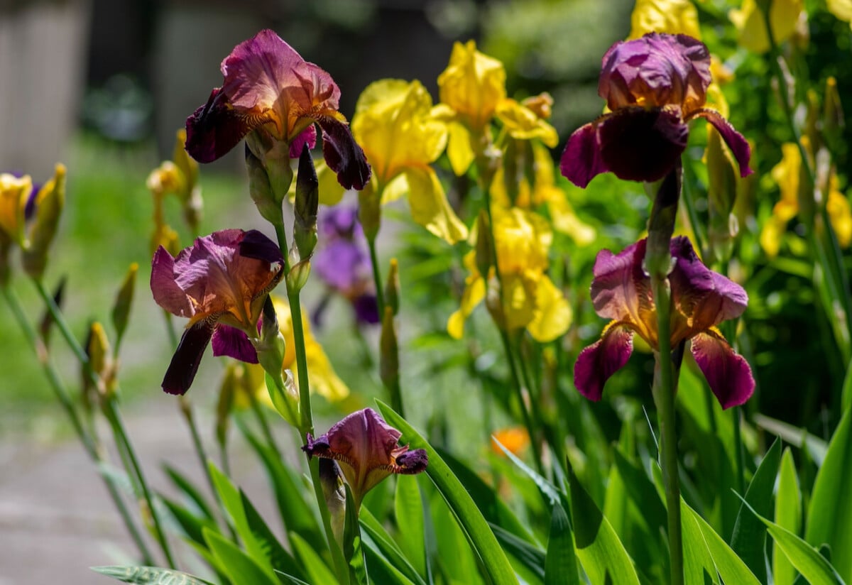 Blooming irises