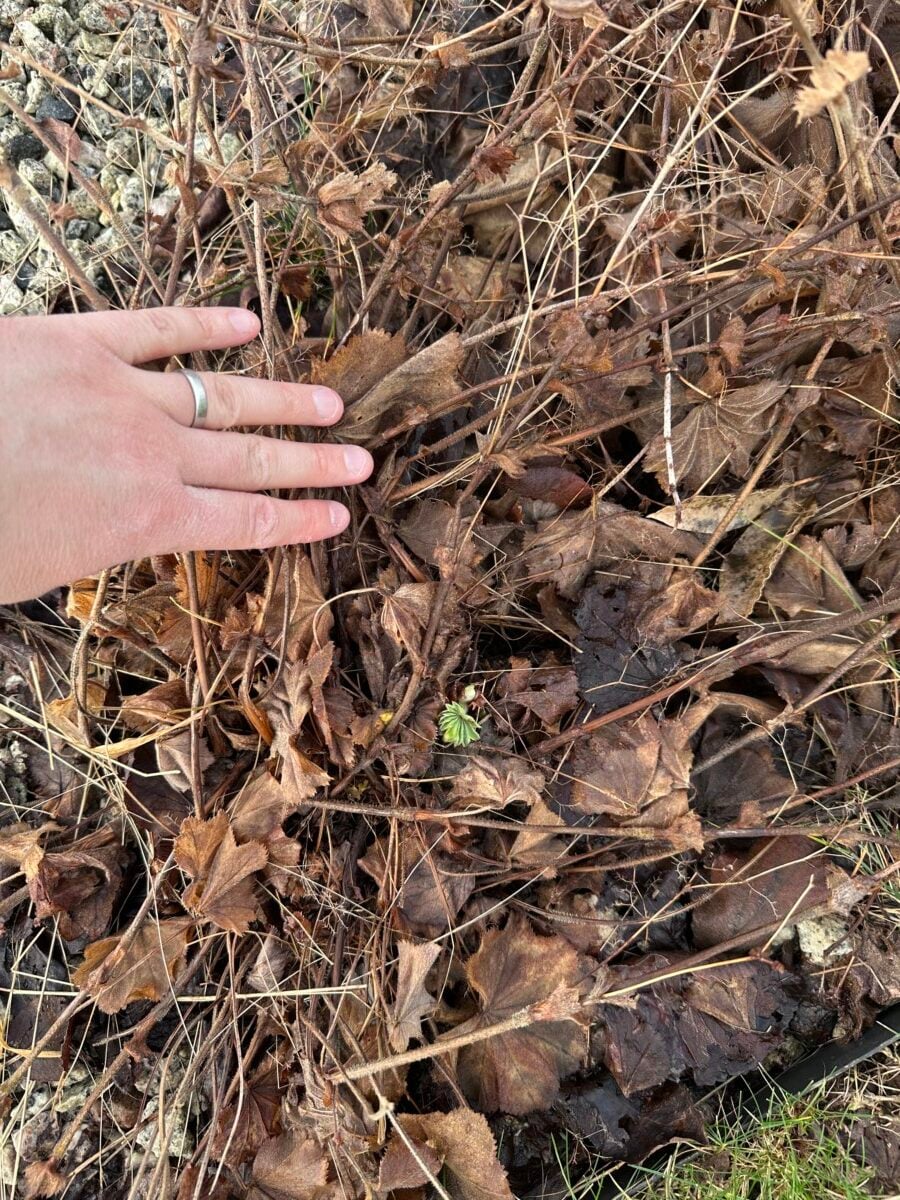 Lady's mantle beginning to put out new spring growth