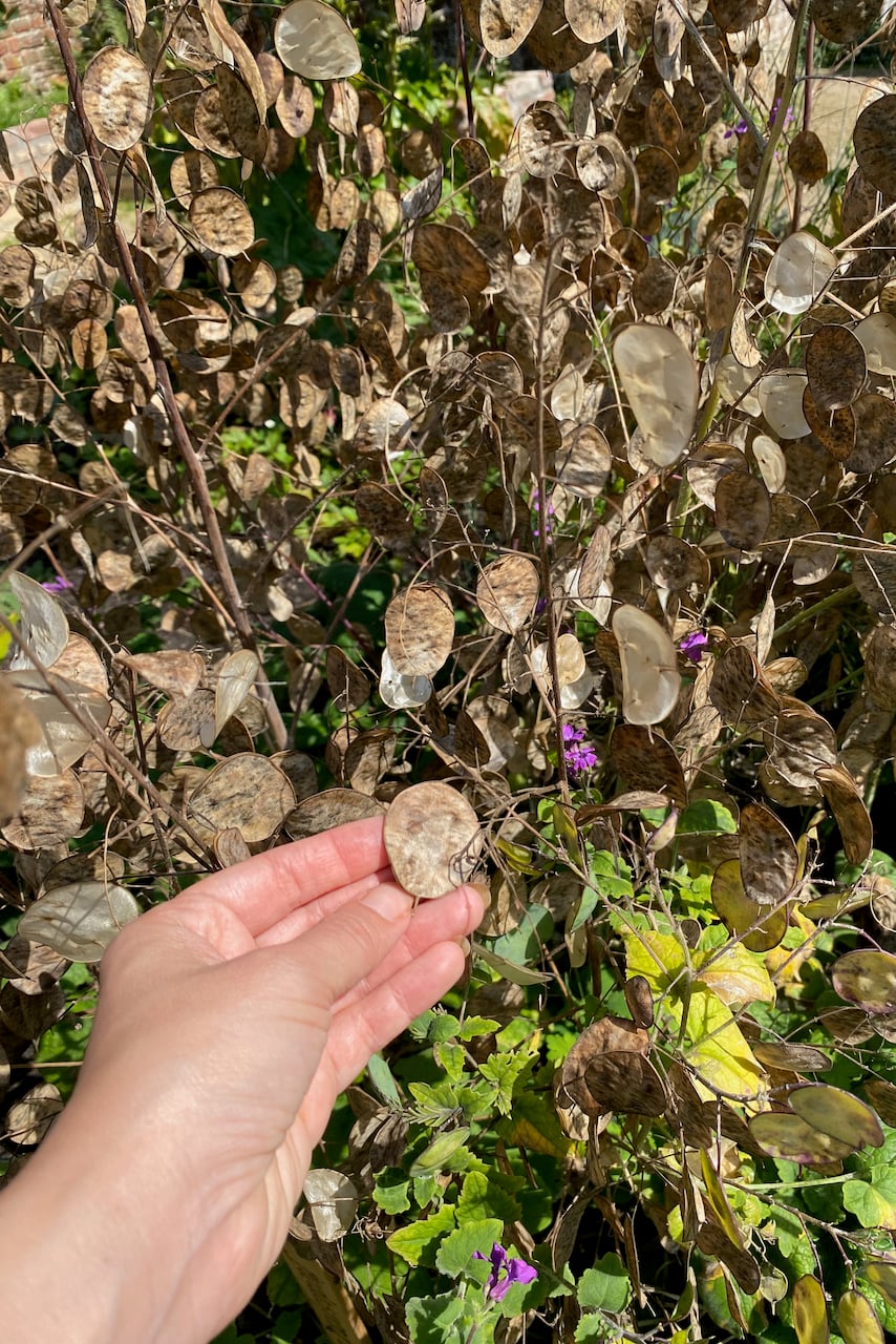 Woman's hand holding a lunaria seed pod