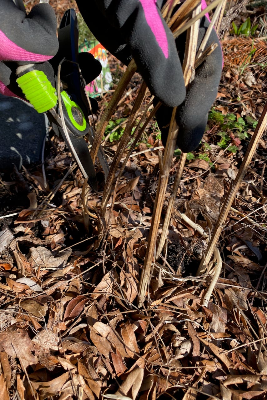 Rudbeckia in later winter, hand pruning it