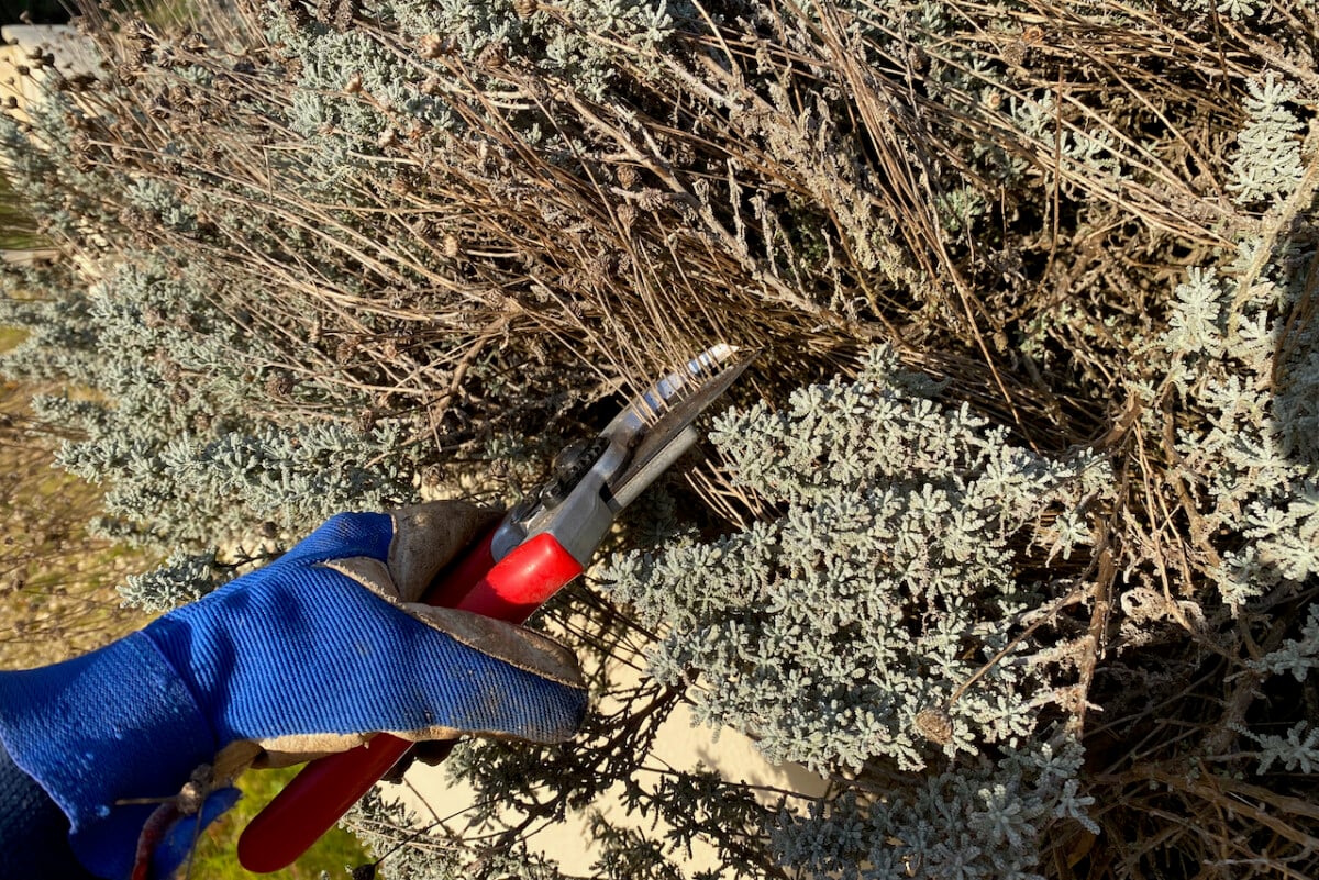 Pruning lavender cotton plant