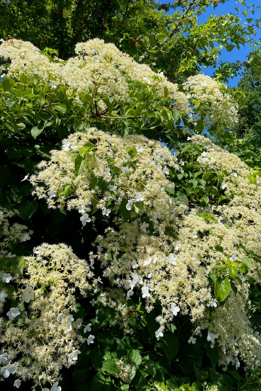 Climbing hydrangea