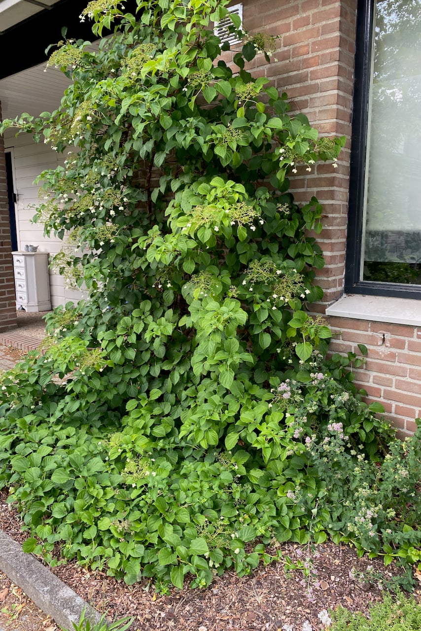 Climbing hydrangea