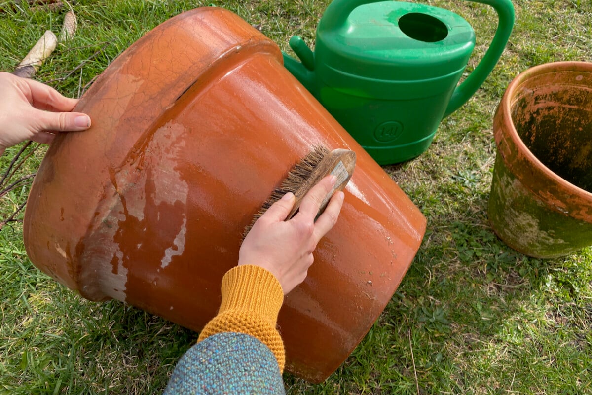Cleaning a terracotta pot