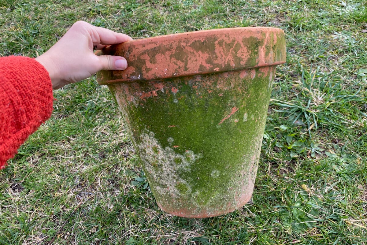 Terra cotta pot covered in moss