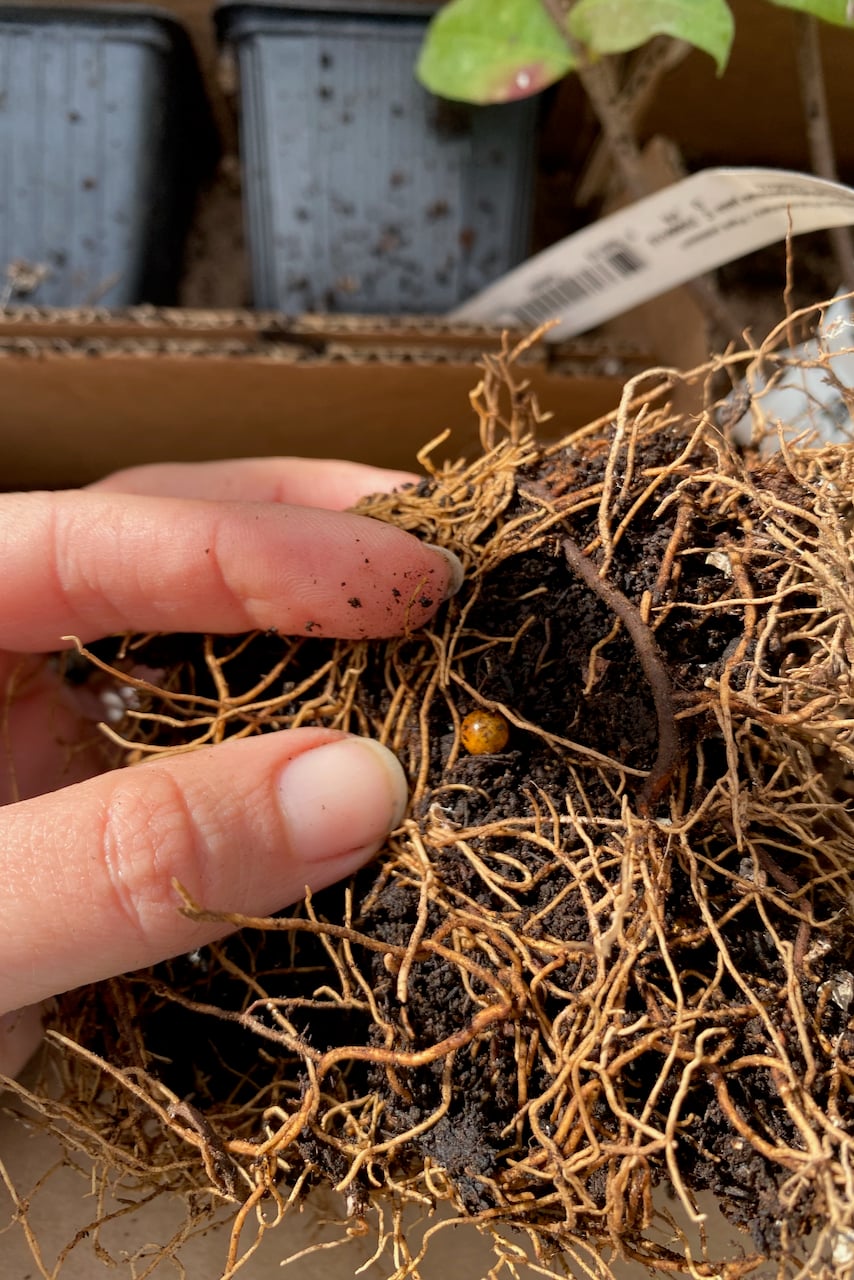 Fertilizer pellets in soil pot