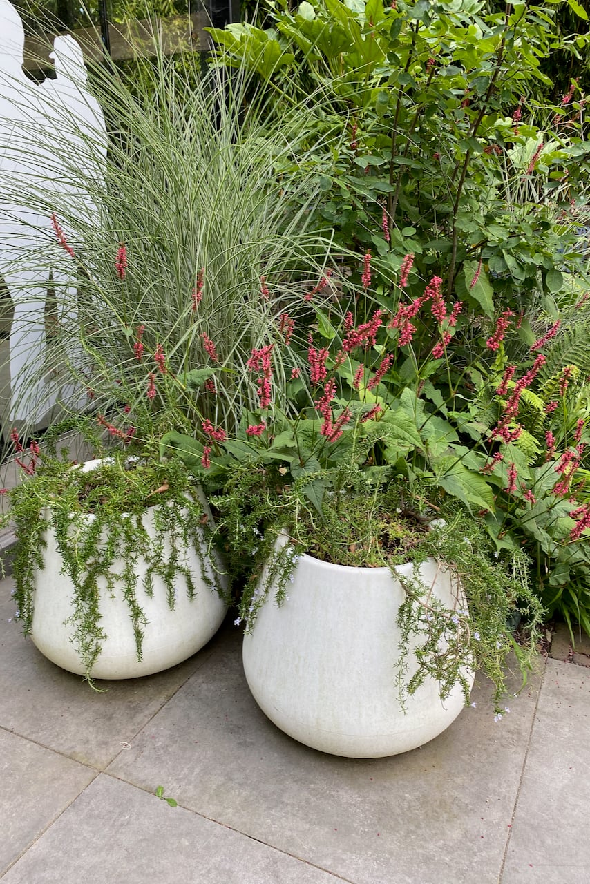 Potted plants on a patio