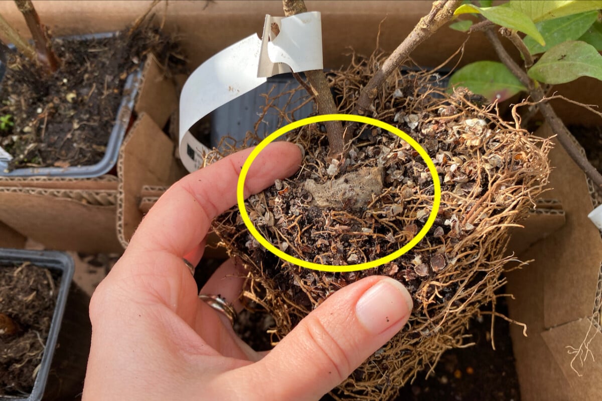woman's hand holding jasmine plant with dry roots