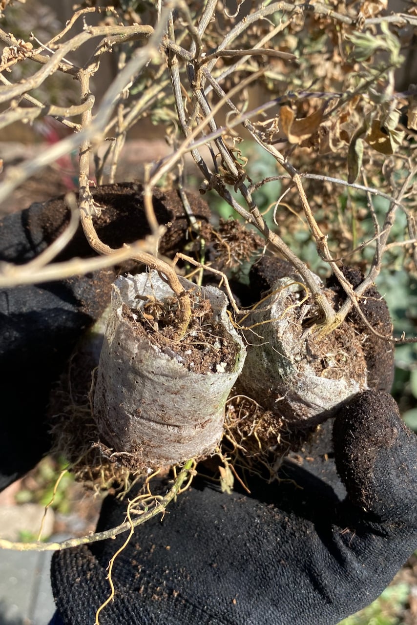 Seedlings with root mesh around the bottoms