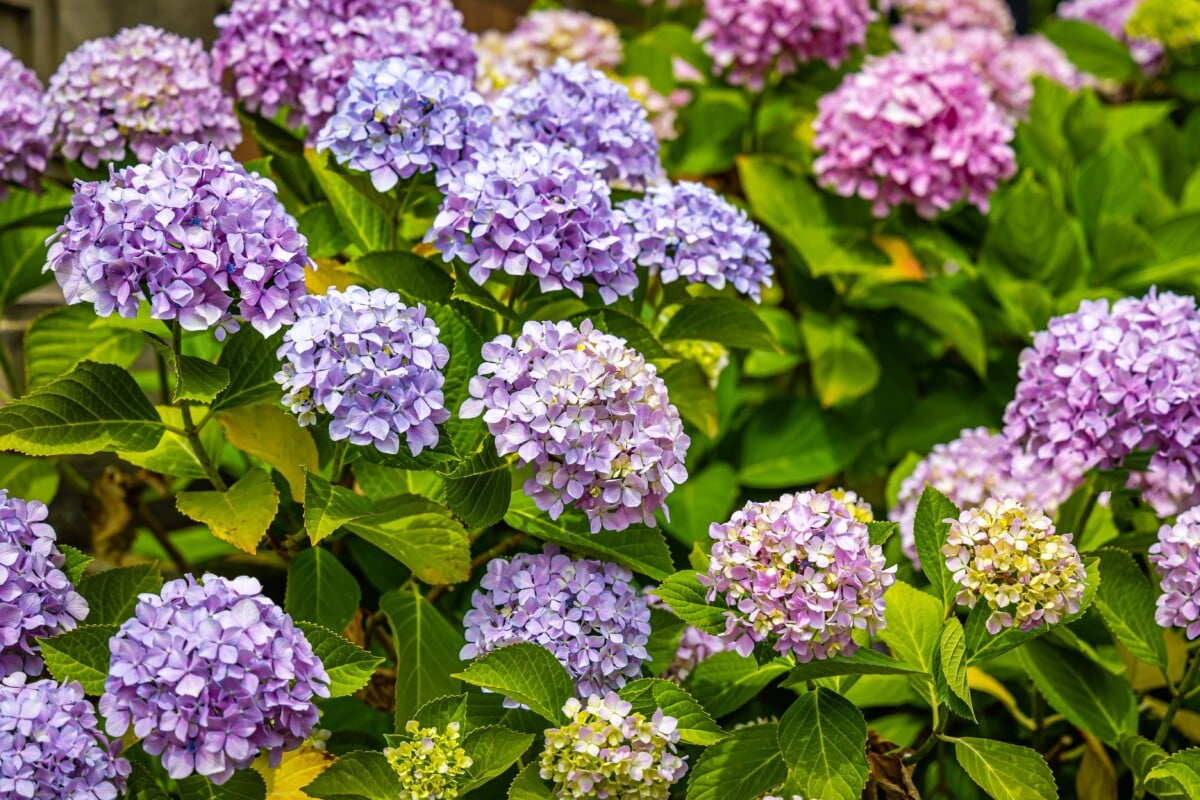 Endless Summer hydrangea plant
