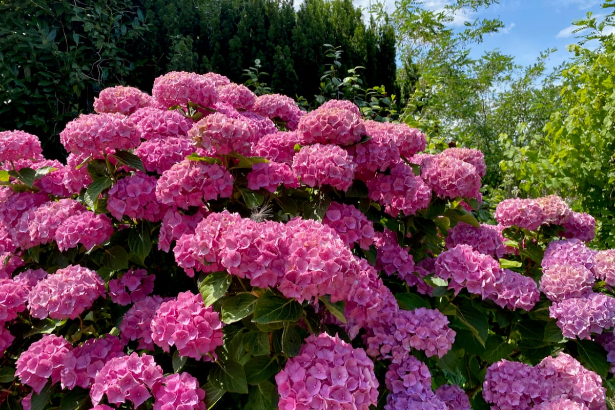 Collage of hydrangea types, mophead, lacecap, panicle, snowball