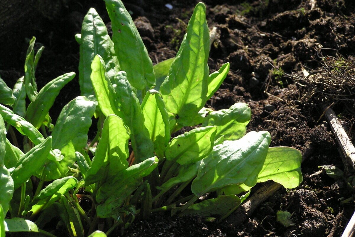 french sorrel