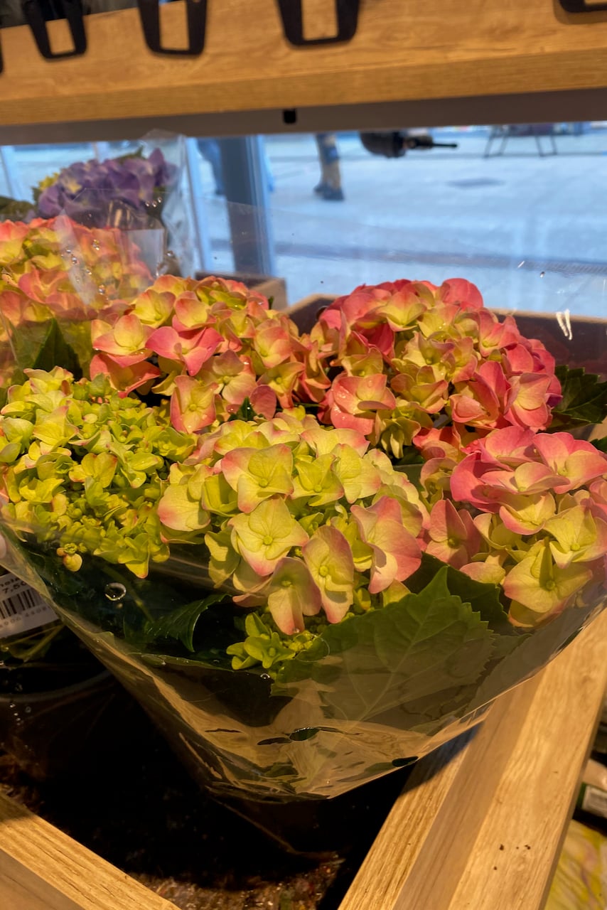 hydrangea in grocery store