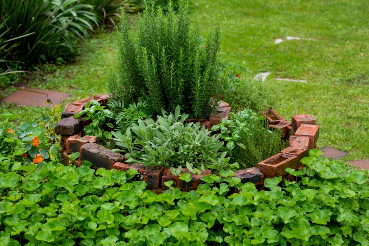 Spiral herb garden