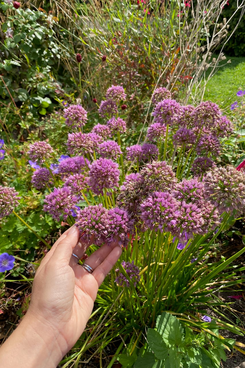 hand holding a chive blossom