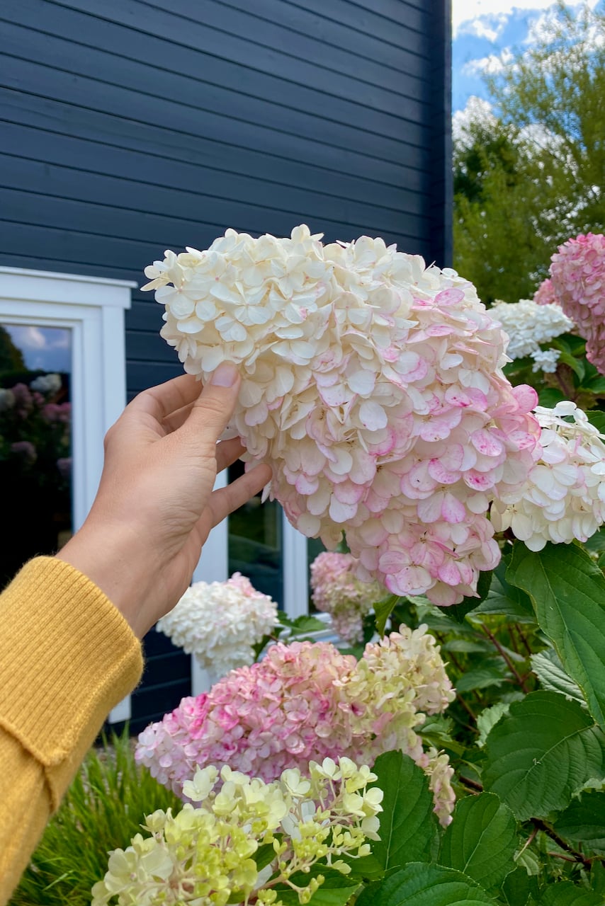 Panicle hydrangea