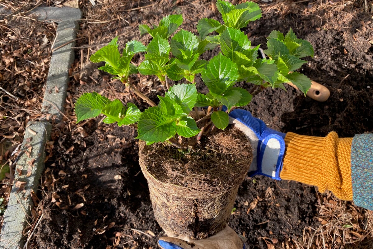Potted hydrangea plant