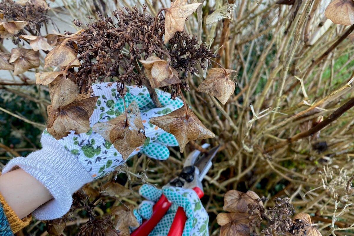 Deadheading a hydrangea