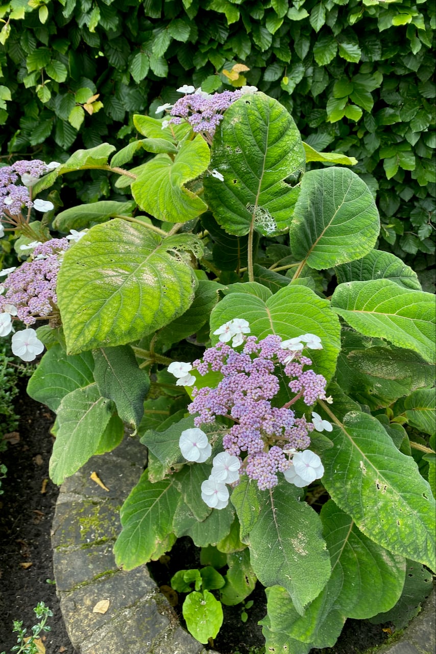 Rough-leaf hydrangea