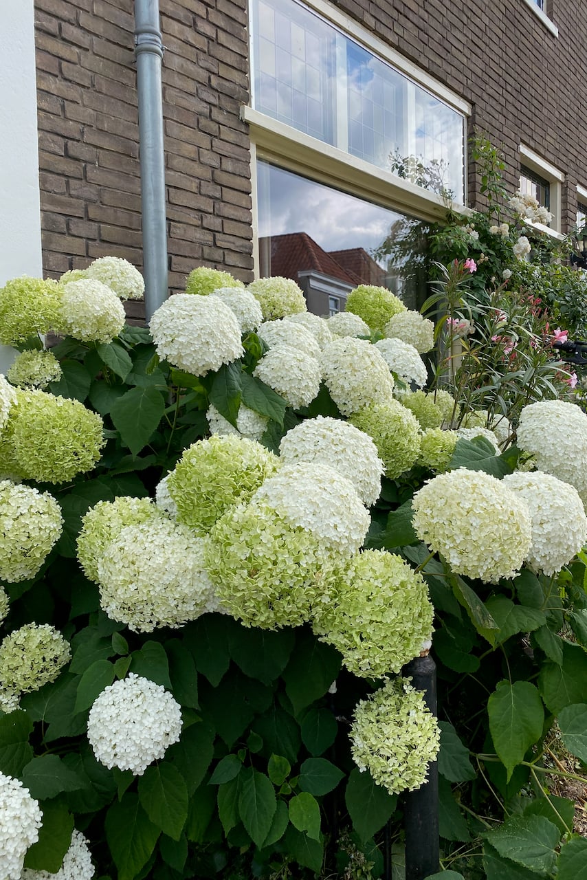 Snowball hydrangea