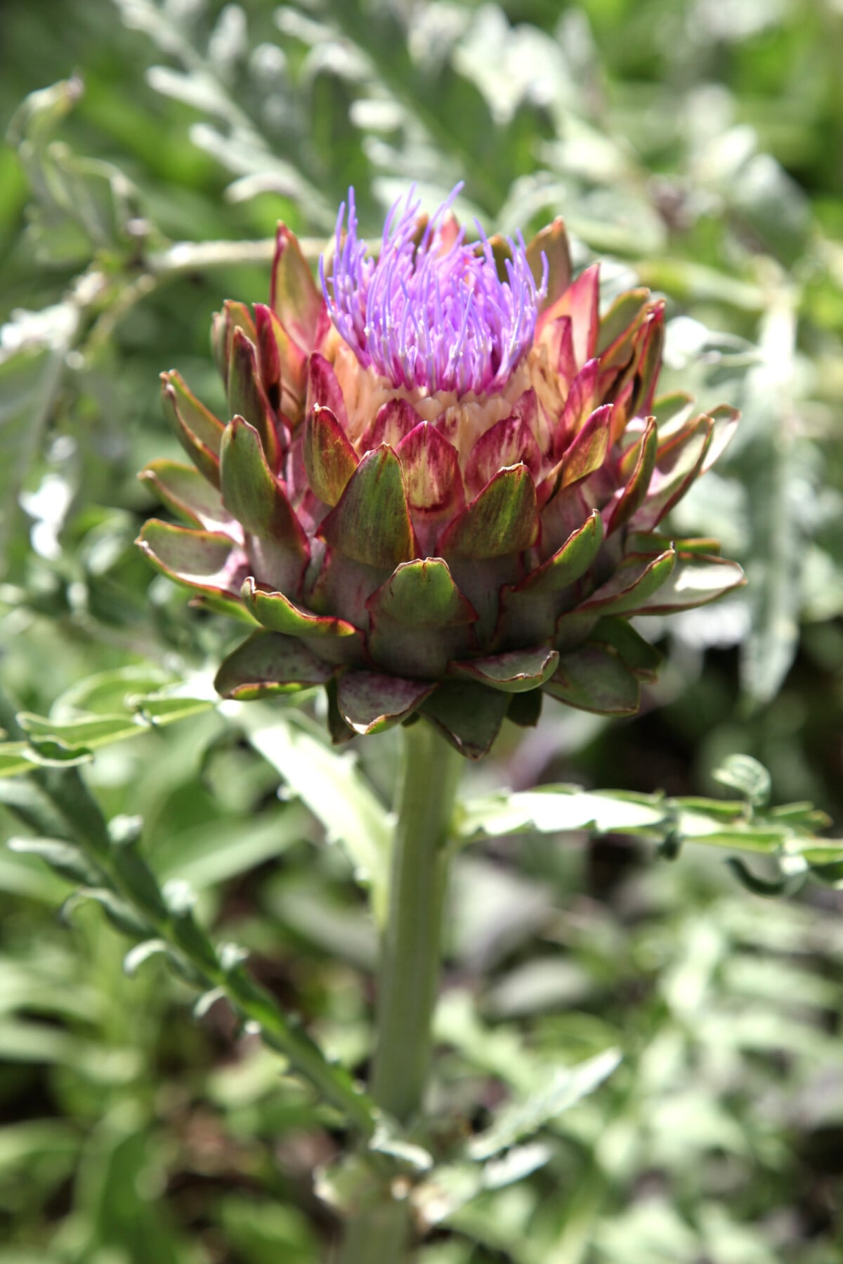 Flowering artichoke