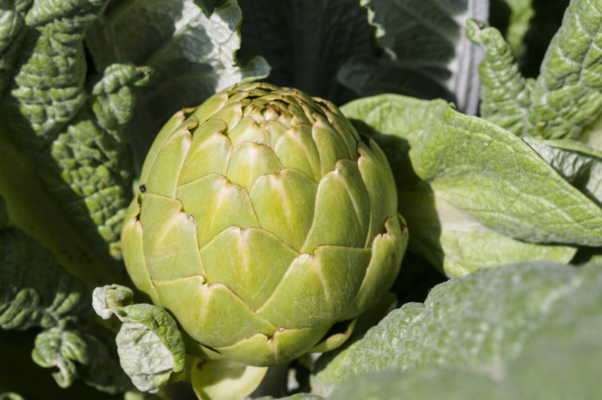Artichoke