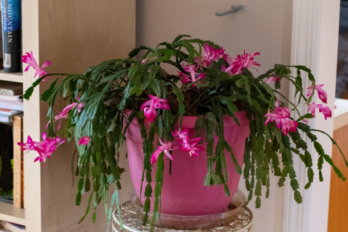 Christmas cactus in full bloom