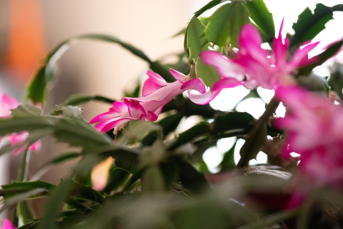 Blooming holiday cacti