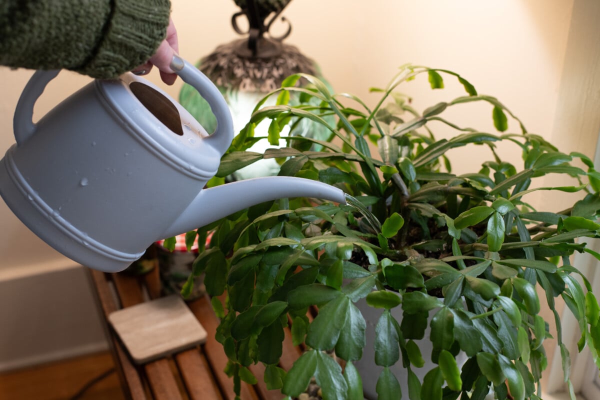 Woman's hand watering Christmas cactus