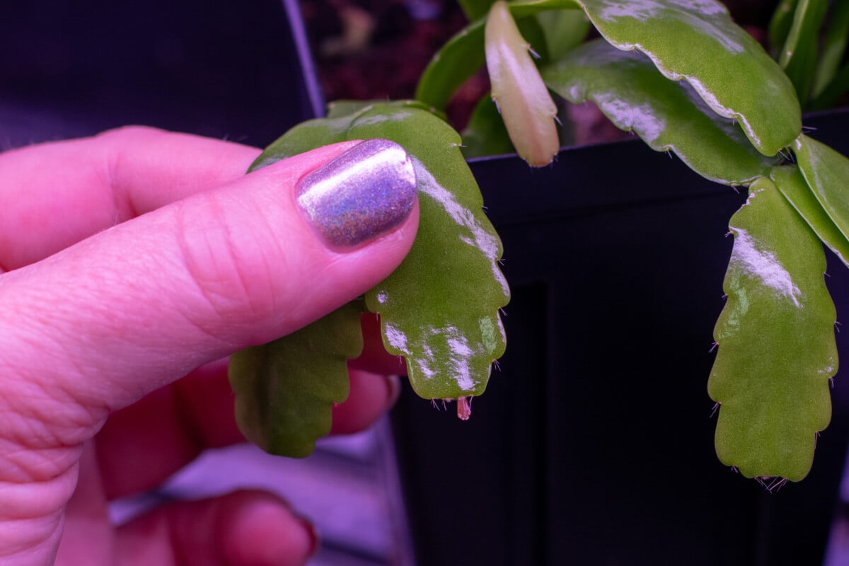 Hand holding Christmas cactus cladode with new growth at the tip