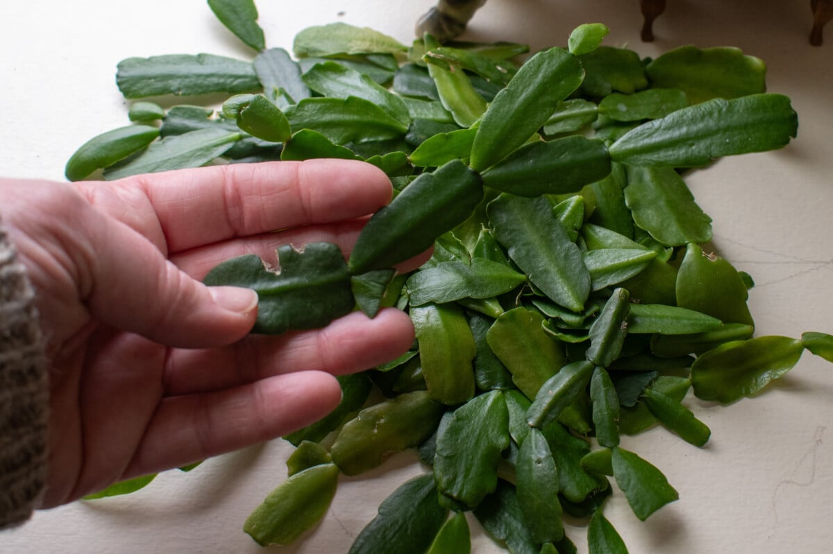 hand holding holiday cacti cladodes
