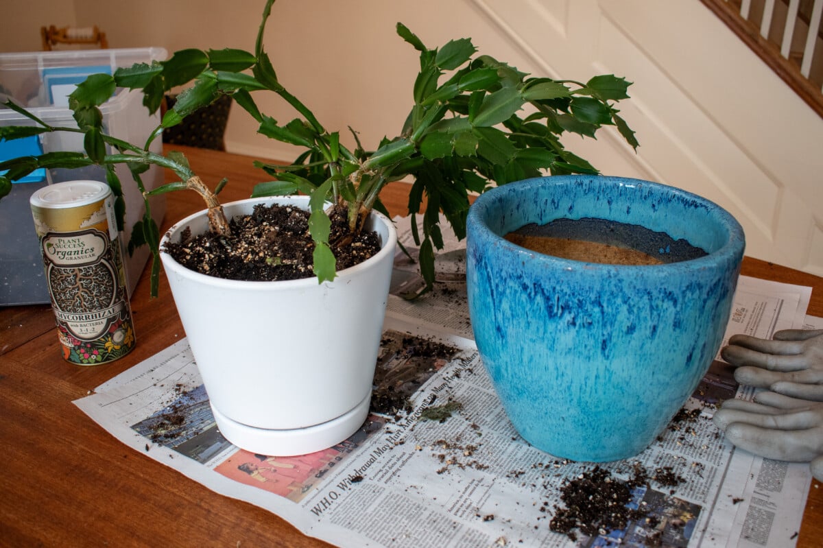 Repotting Christmas cactus