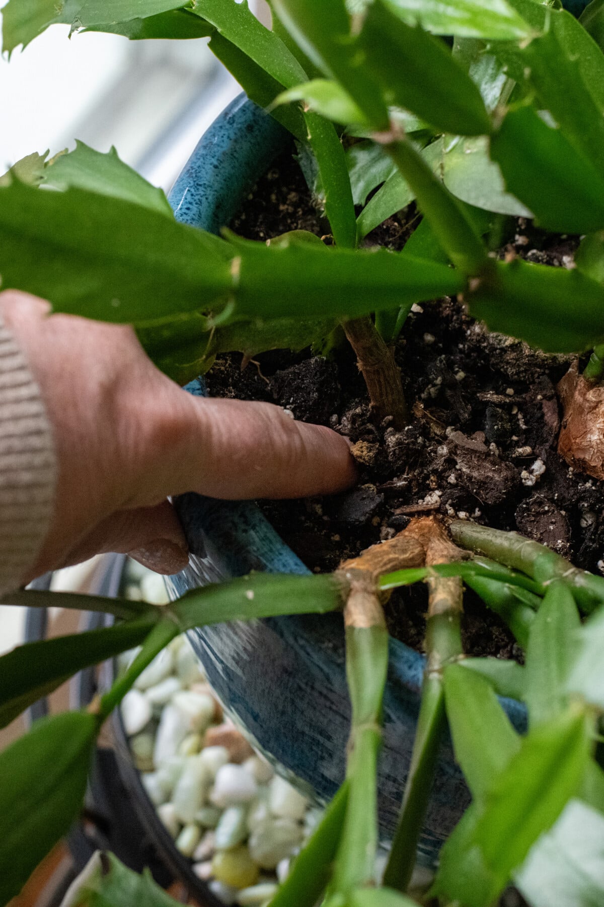 Finger in potting soil