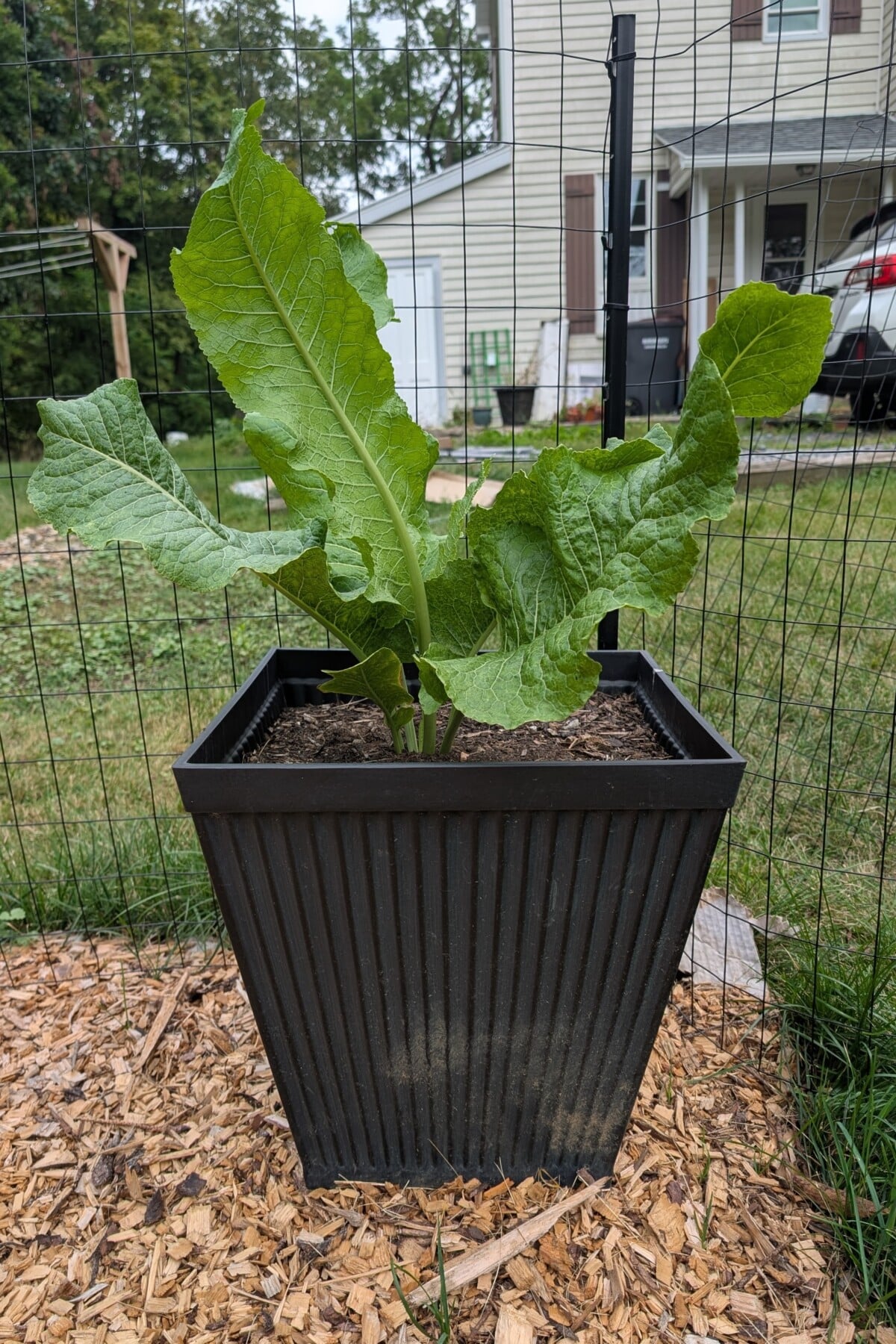horseradish growing in container