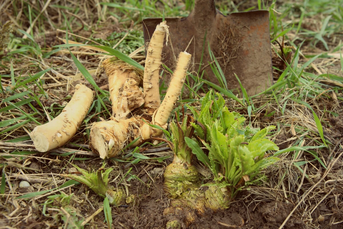 Digging up horseradish
