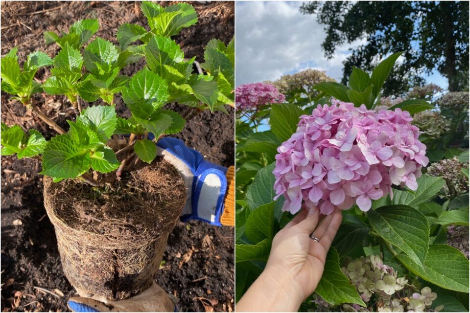 6 Things Everyone Growing Hydrangeas Needs to Know