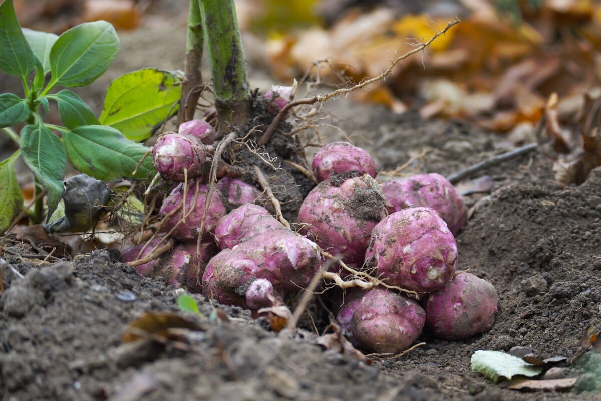 Jerusalem Artichoke/Sunchoke