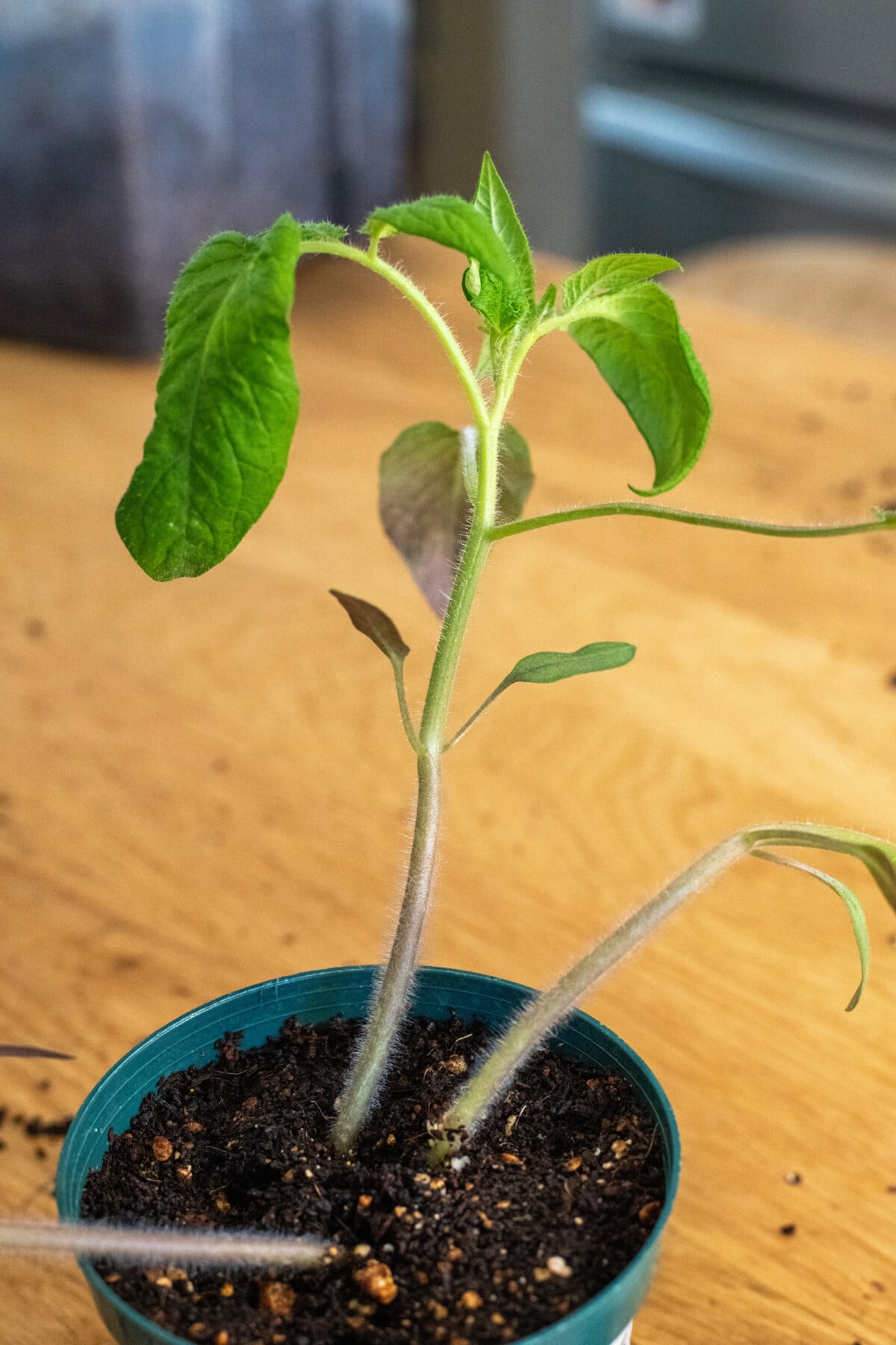Close up of tomato seedling denoting cotyledons