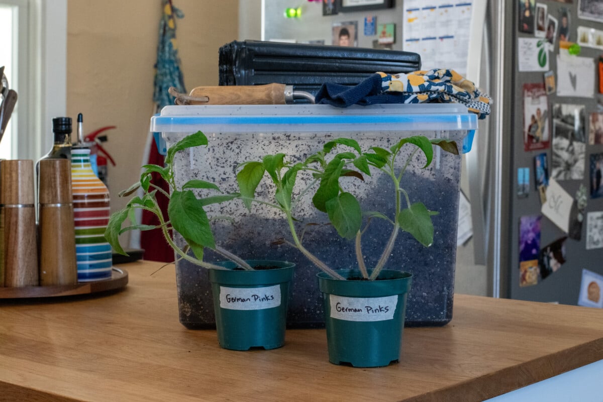 Potting up supplies and two pots of tomato seedlings
