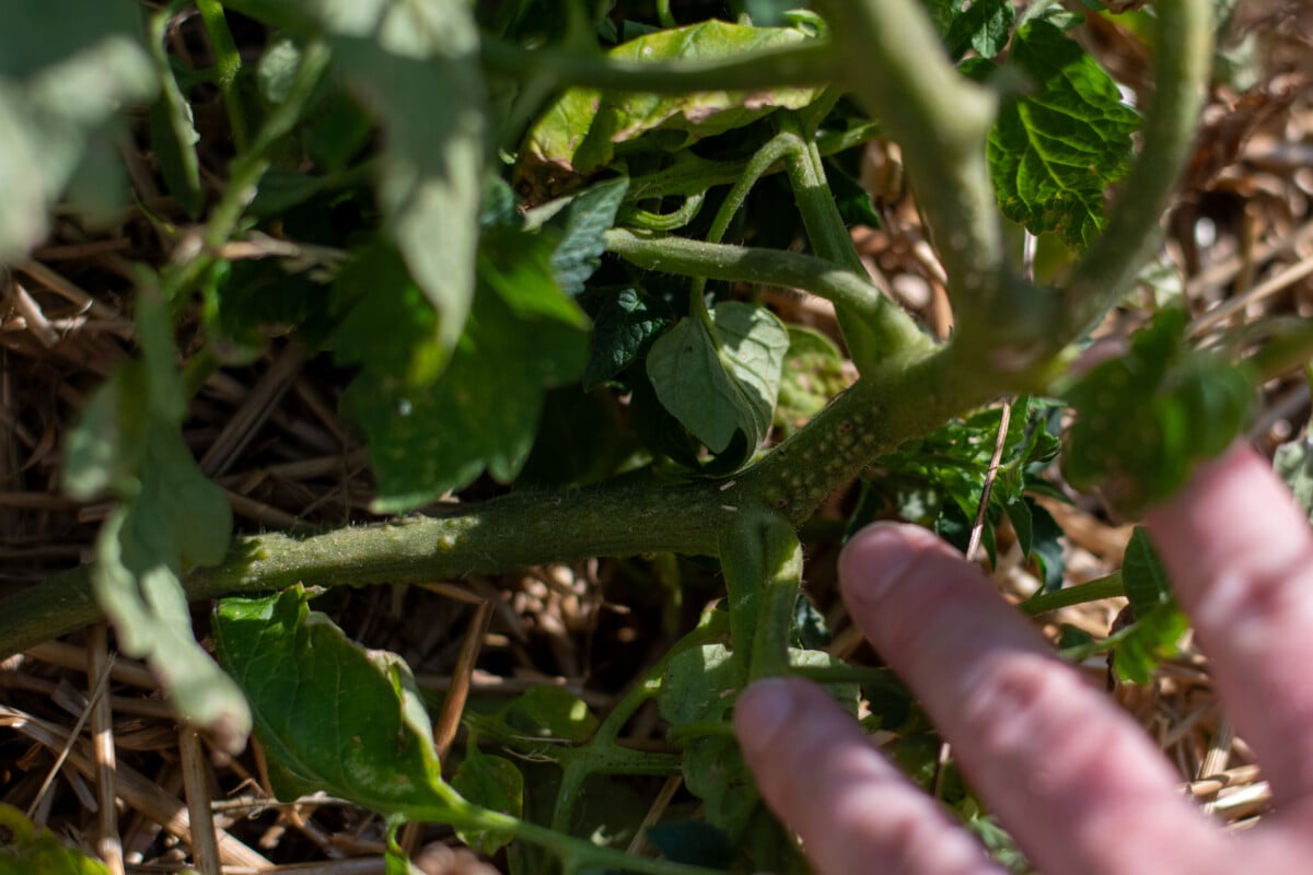 Tomato stem with root primordia