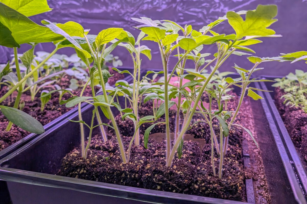 Tomato seedlings