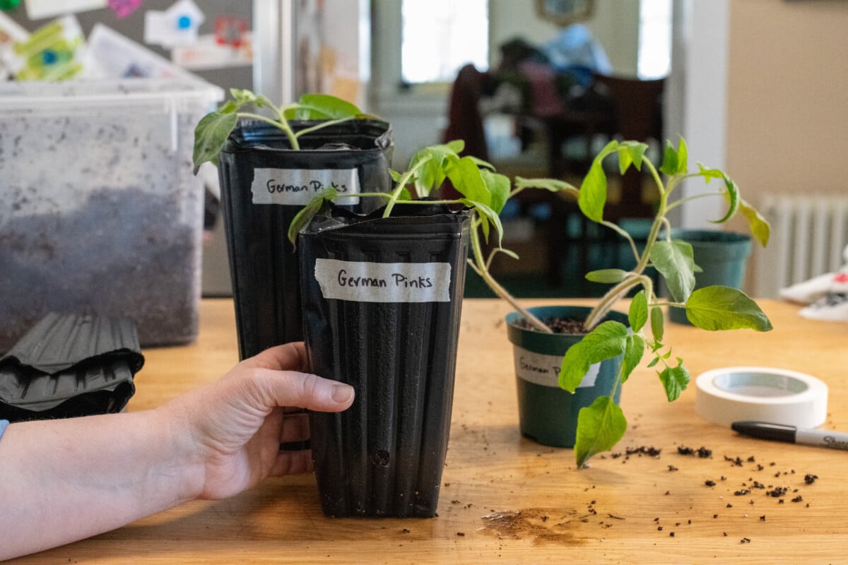 Repotted tomato seedlings