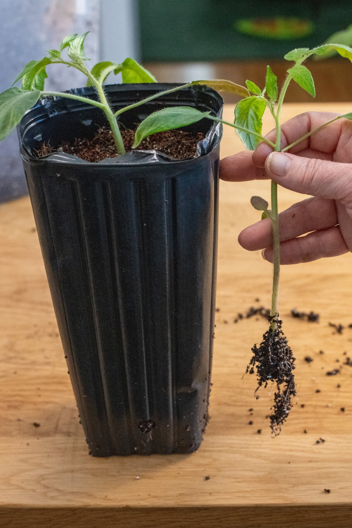 Repotted tomato seedling in tree nursery pot, woman's hand holding uprooted tomato seedling next to it for reference