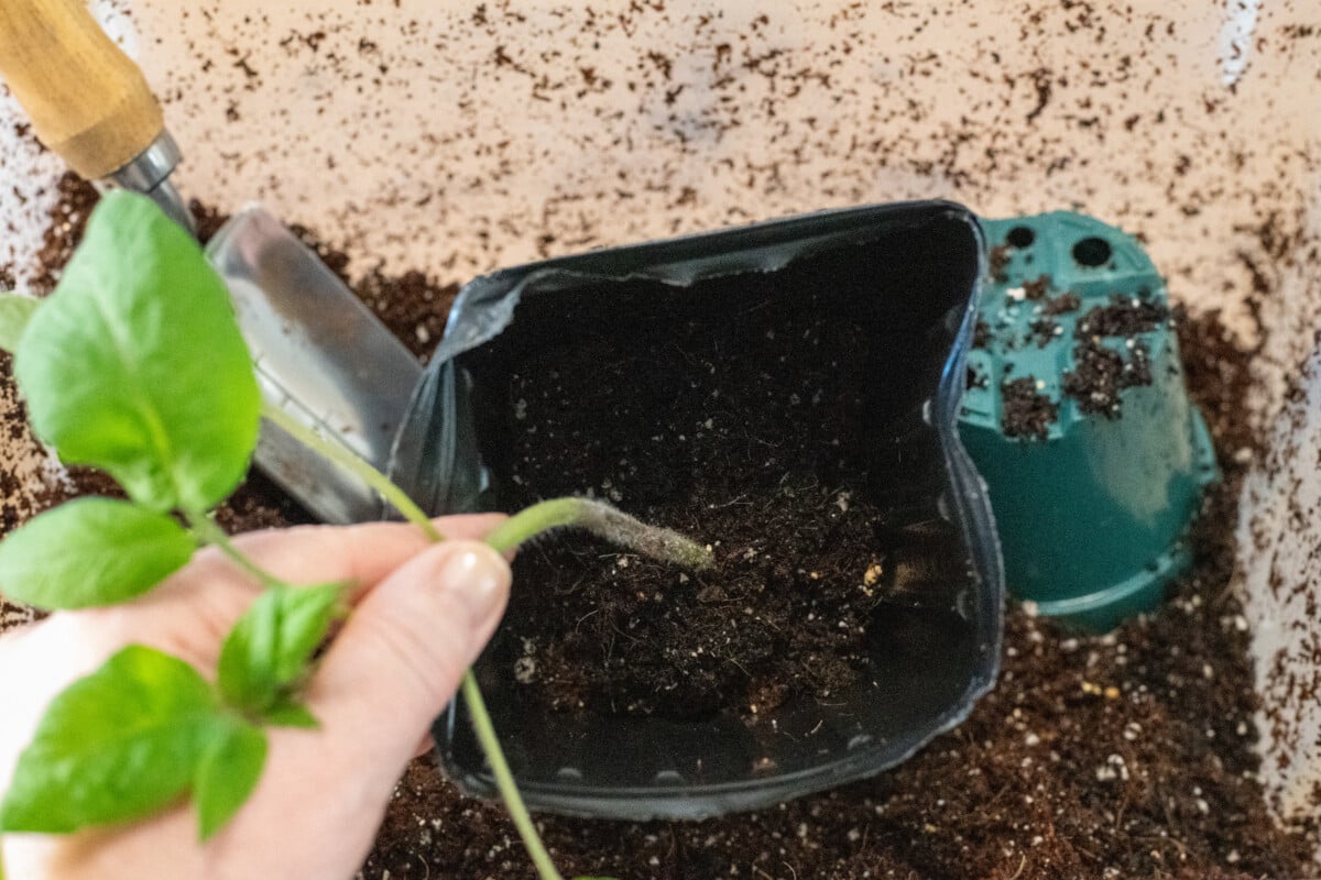 Potting up a tomato seedling