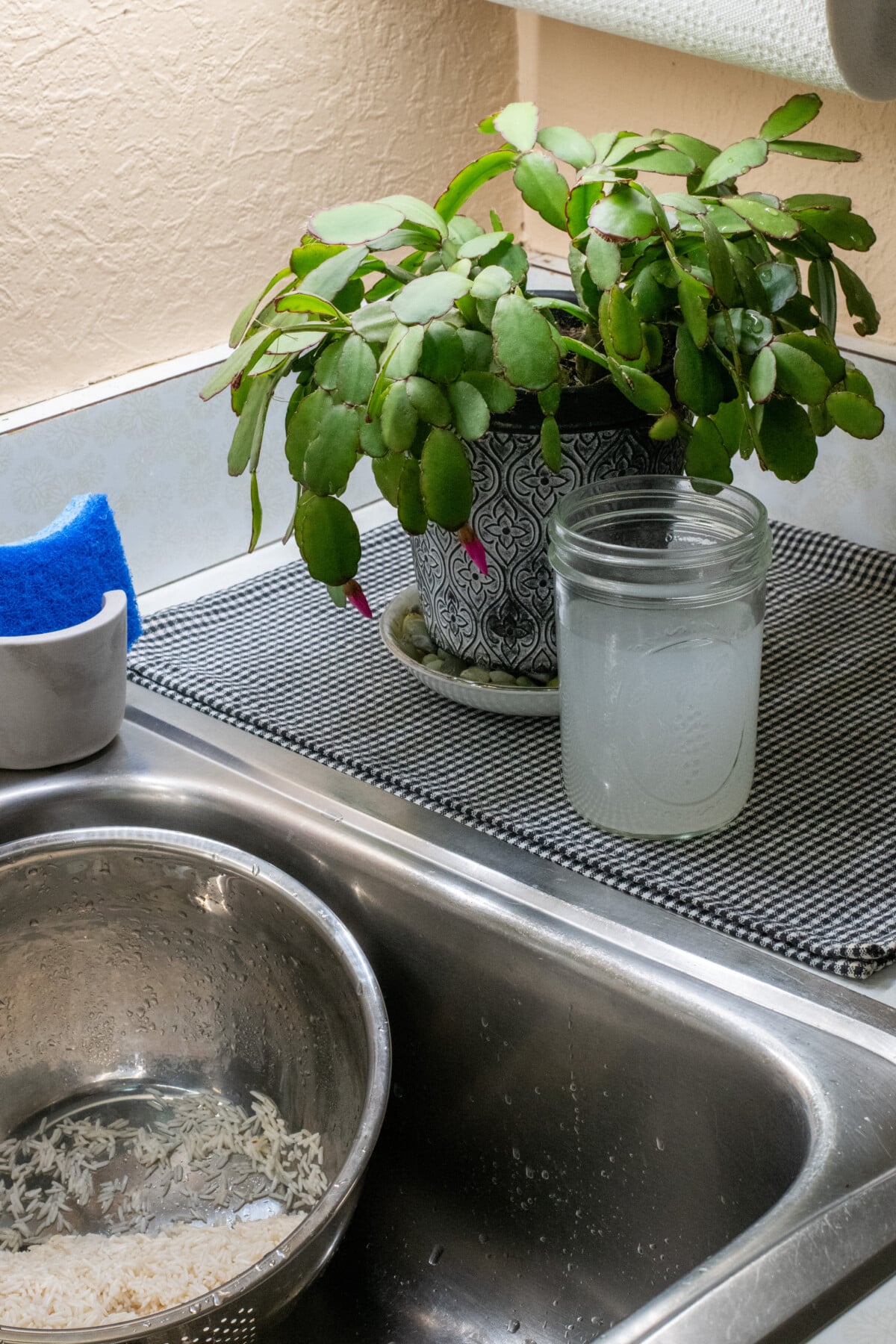 Jar of rice water next to plant